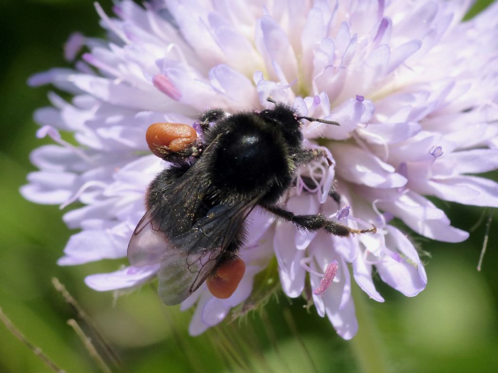 Andrena sp.,  femmina.